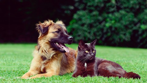 Dog & Cat Behavior Problems