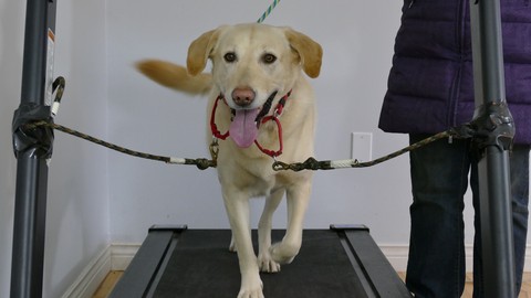 Dog Training: Train your dog to walk on a treadmill.