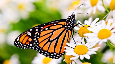 Gardening Know How: Attracting Birds and Butterflies