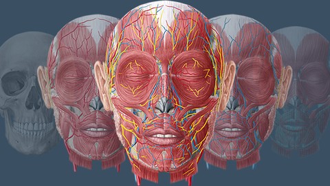 Anatomy Basics - Intro to Studying Human Anatomy