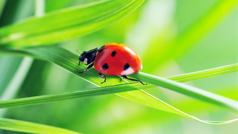 Gardening Know How: Sustainable Pest Control