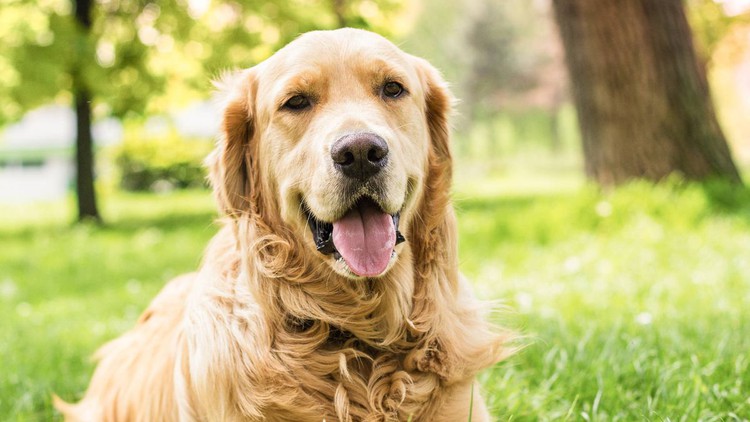 Fisioterapia Veterinaria : Kinesiterapia canina