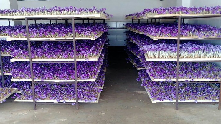 Greenhouse cultivation traning course of  saffron