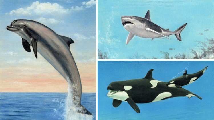 orca whales dolphins sharks