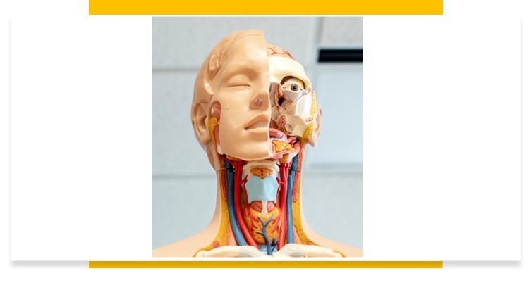 Human Anatomy : Arterial supply of Head and Neck