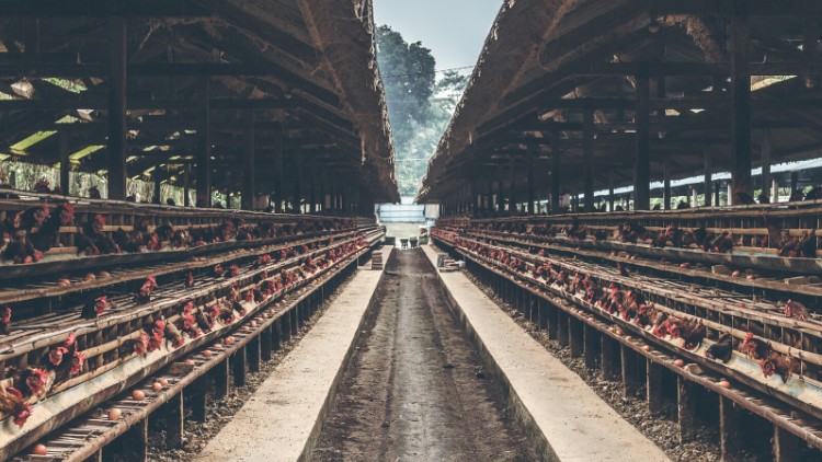 Poultry Farming Fundamentals