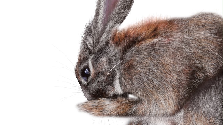 Procreate Tutorial, a realistic hare  (digital ipad drawing)