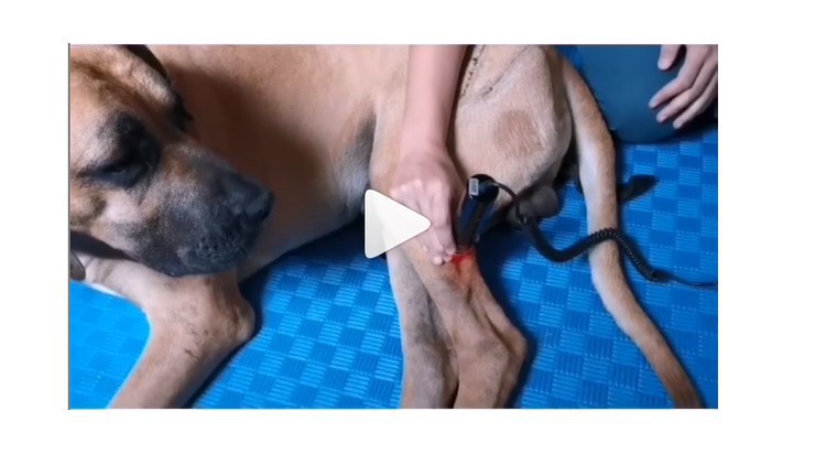 Fisioterapia Veterinária - Laserterapia em pequenos animais