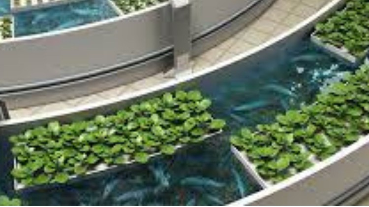 Aquaponic Farming. Design your own Aquaponics System in Home