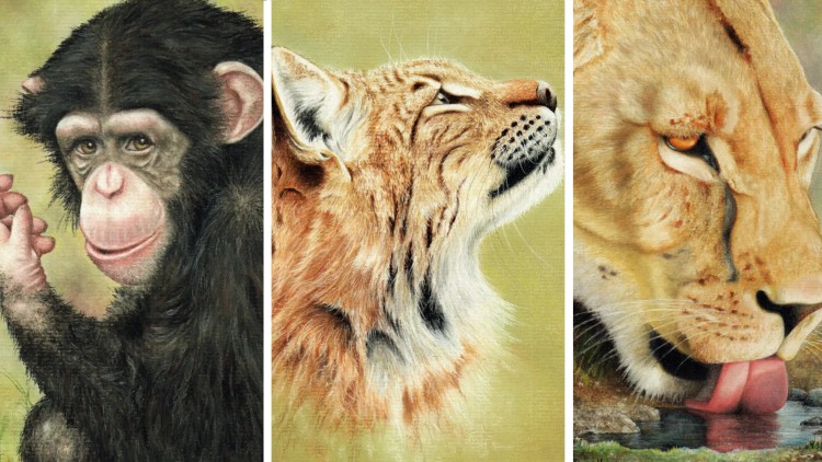 How To Draw Wild Animals Vol 7 - Chimp, Lioness and Lynx