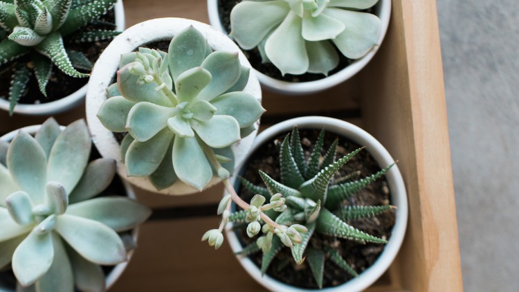 Beginners Guide to House Plants: Succulents (Hindi)