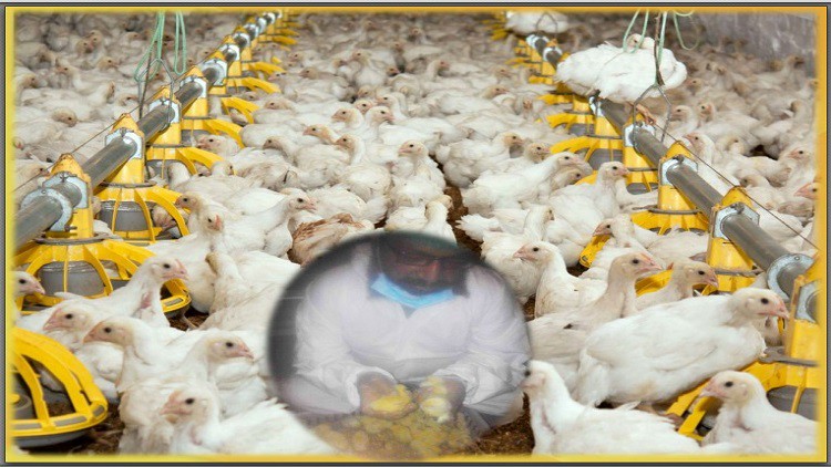 poultry farming Broiler farming crash course