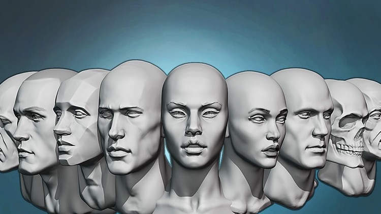 Head anatomy and sculpting exercises course