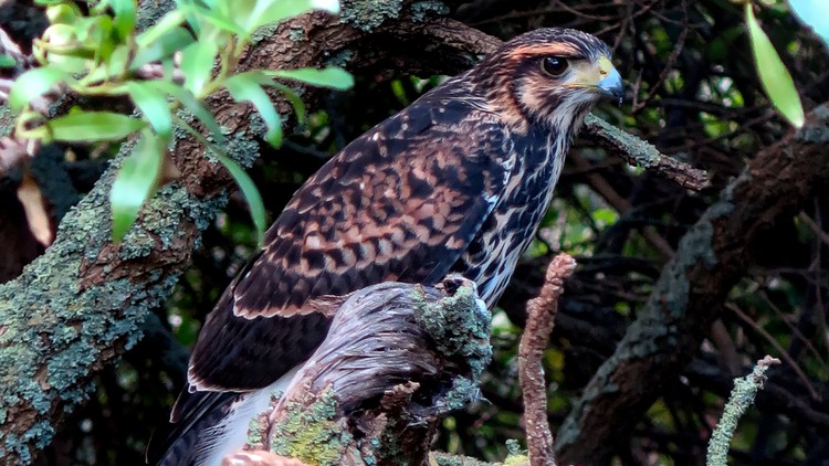 Iniciación A La Observación De Aves Silvestres 